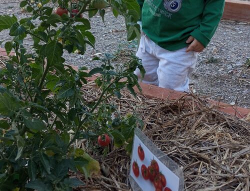 Recogemos tomates en el huerto del cole
